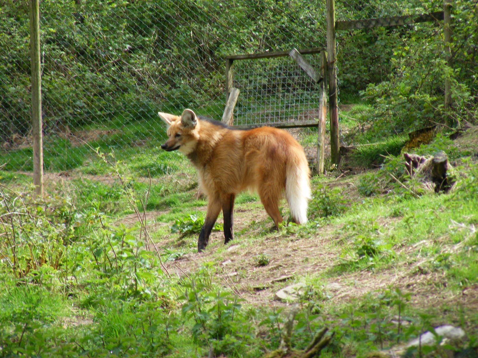 Maned wolf at Galloway Wildlife Conservation Park, 16 May 2010