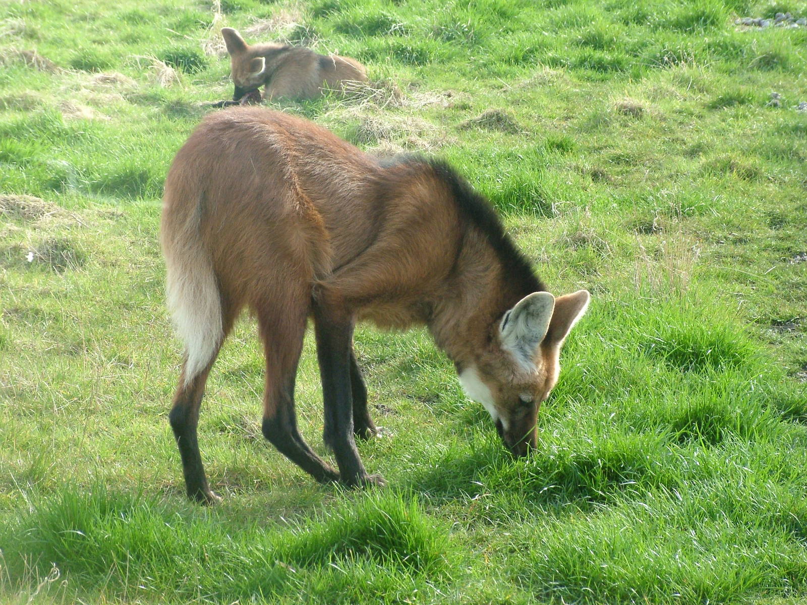 Maned Wolf at Hamerton 05/04/10