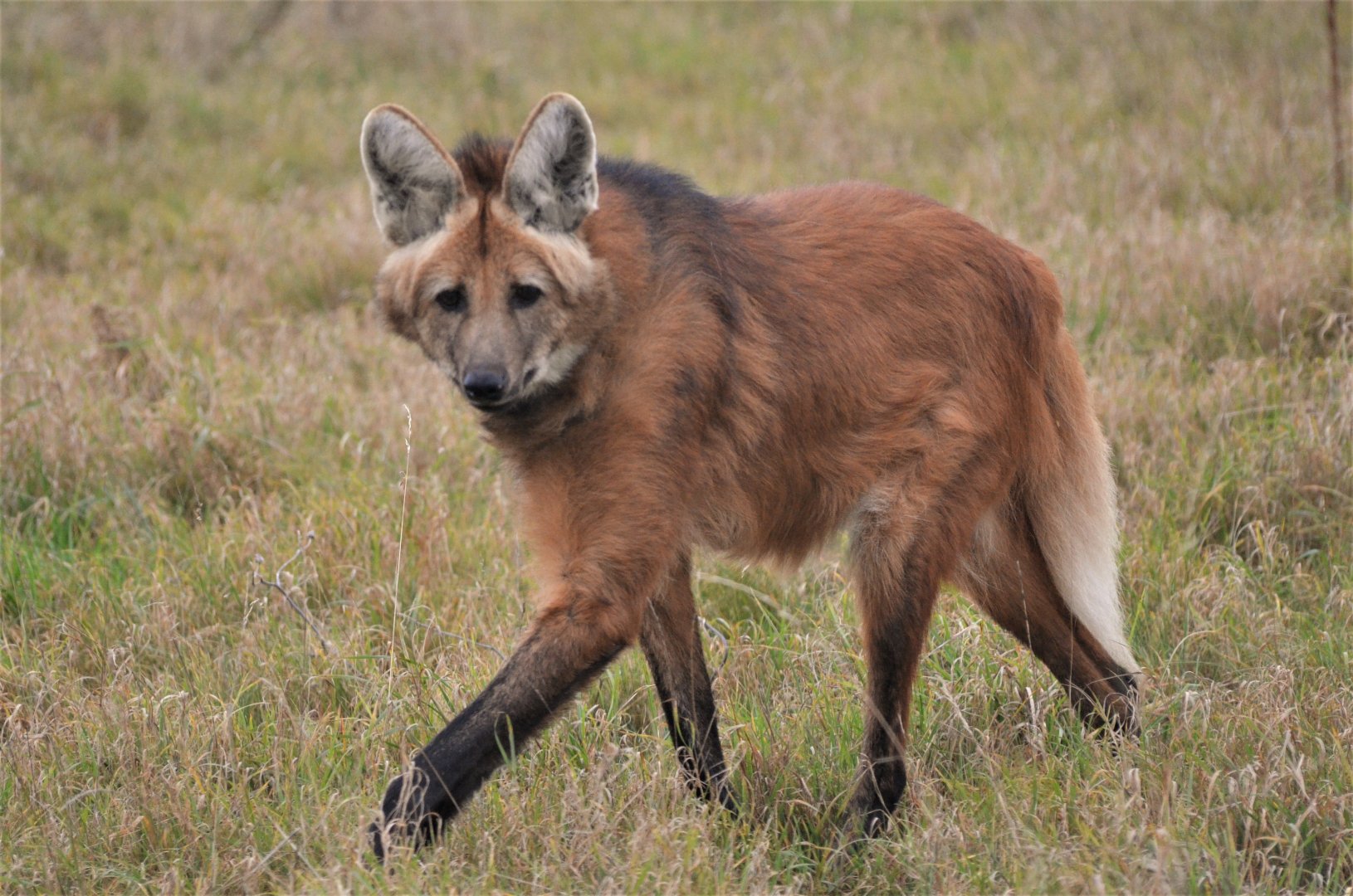Maned Wolf at Hamerton, 19/11/16