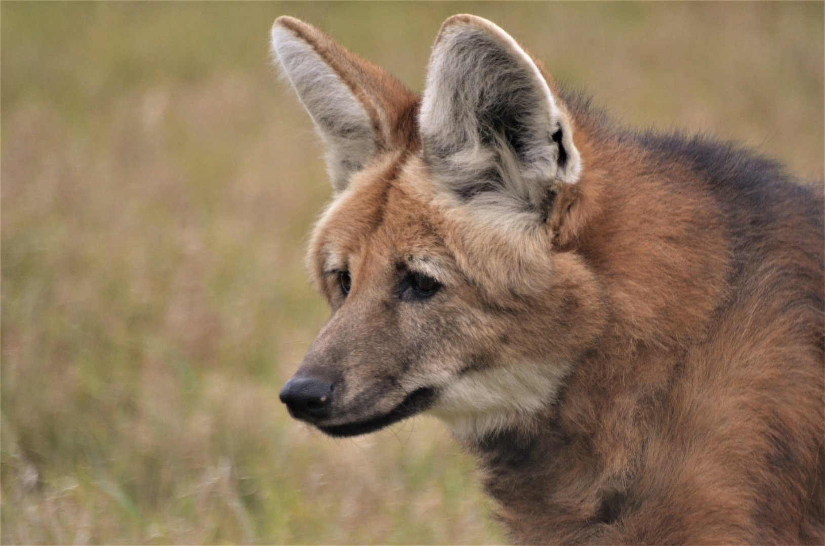 Maned Wolf at Hamerton, 19/11/16