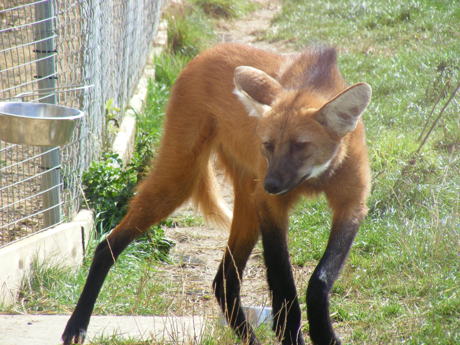 Maned wolf at Hamerton Zoo, 12 September 2010