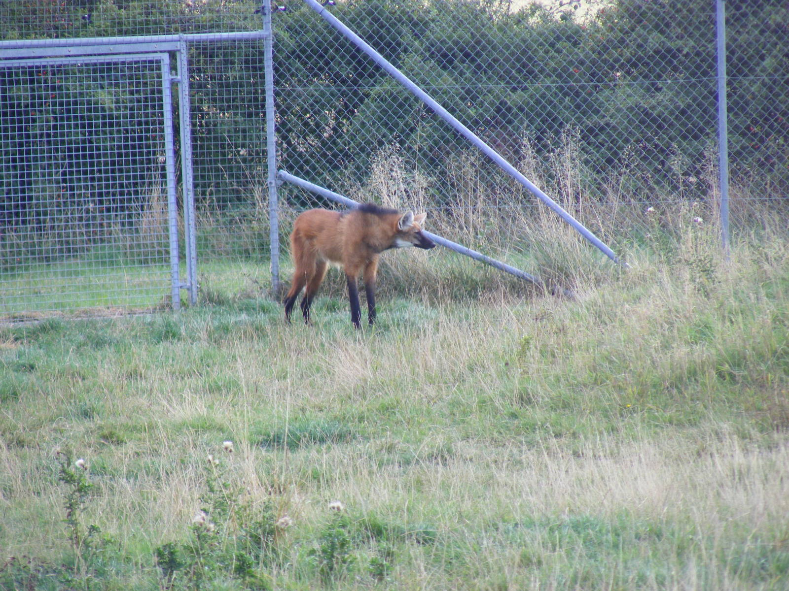 Maned wolf at Hamerton Zoo, 12 September 2010