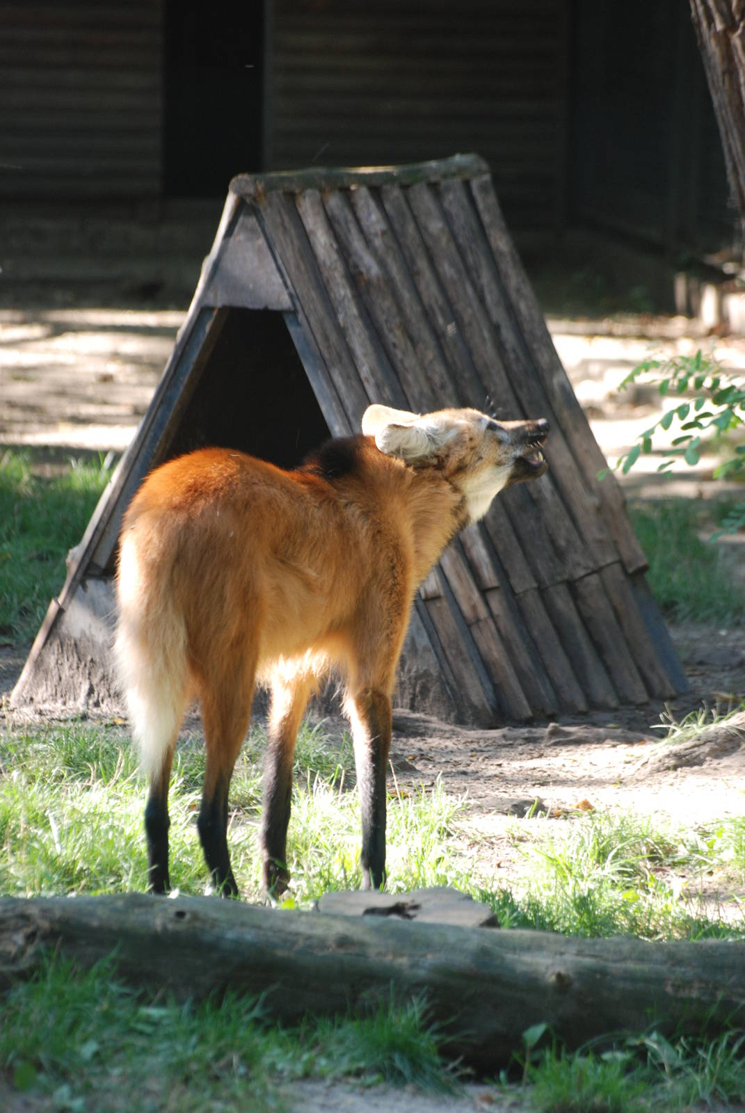 Maned Wolf at Leipzig, 03/09/11