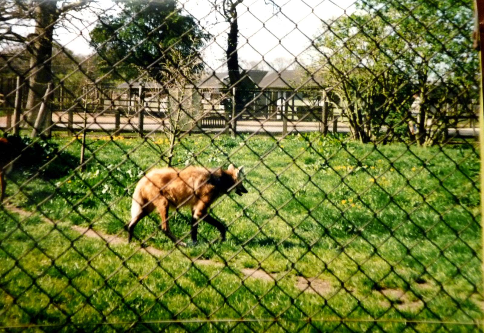Maned Wolf at Marwell