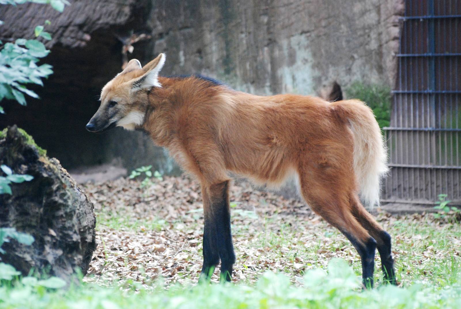 Maned Wolf at Nuremberg, 04/09/15