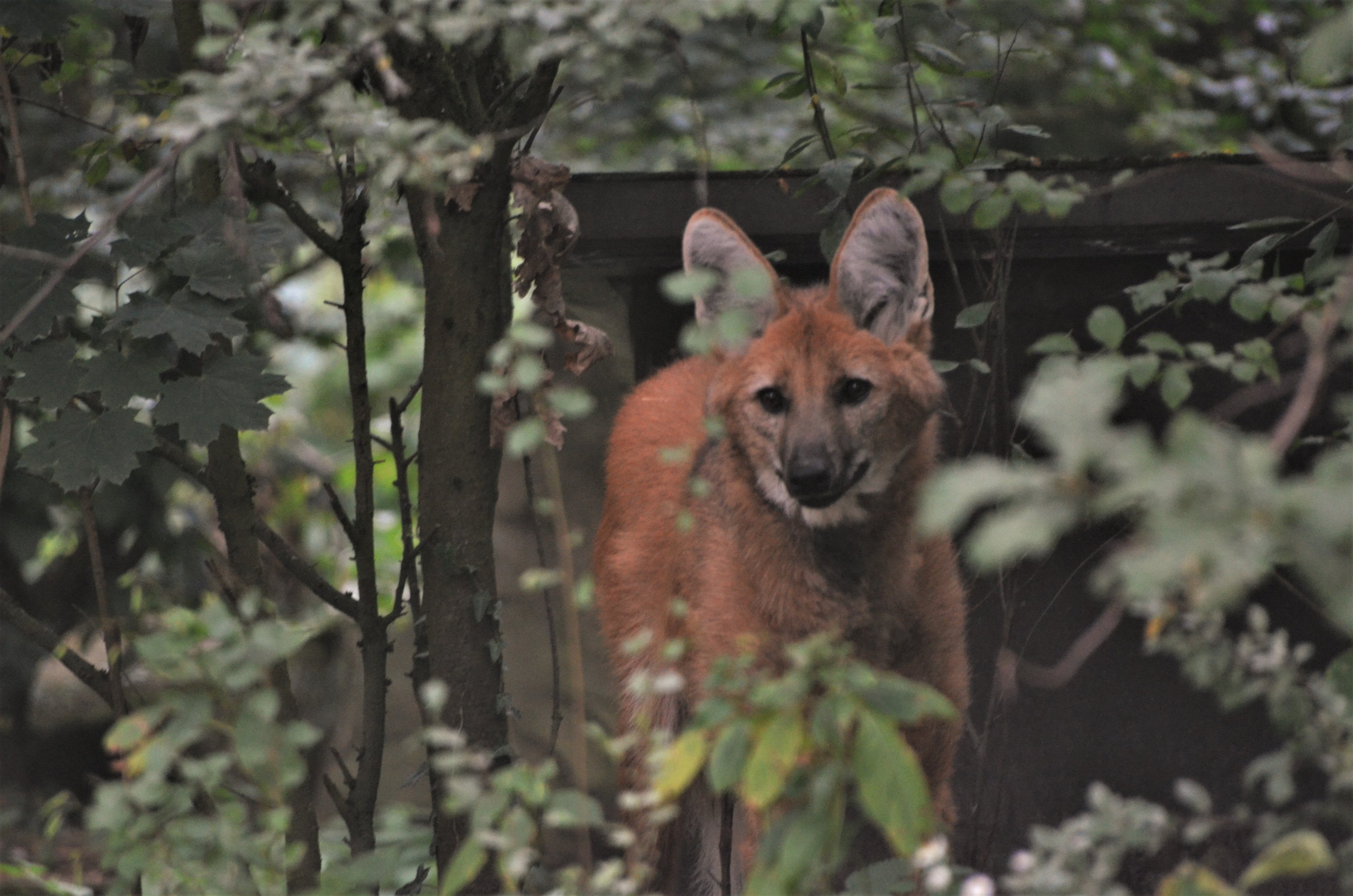 Maned Wolf at Nuremberg, 07/09/19