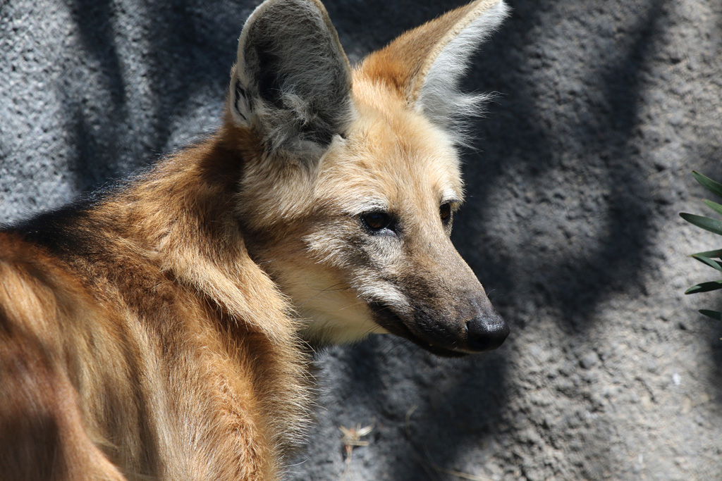 Maned Wolf at San Diego Zoo 23rd April 2016
