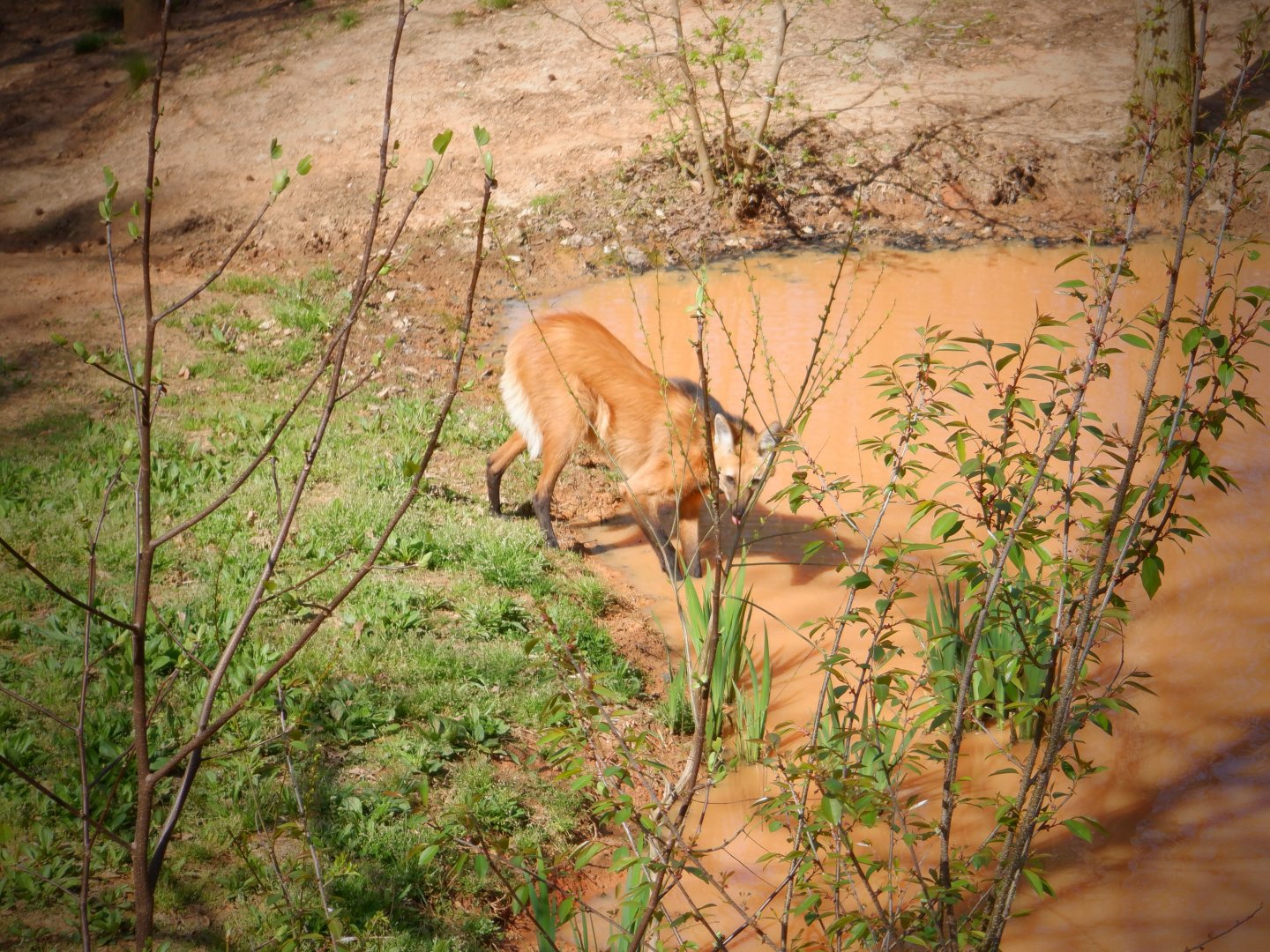 Maned Wolf at the Greensboro Science Center