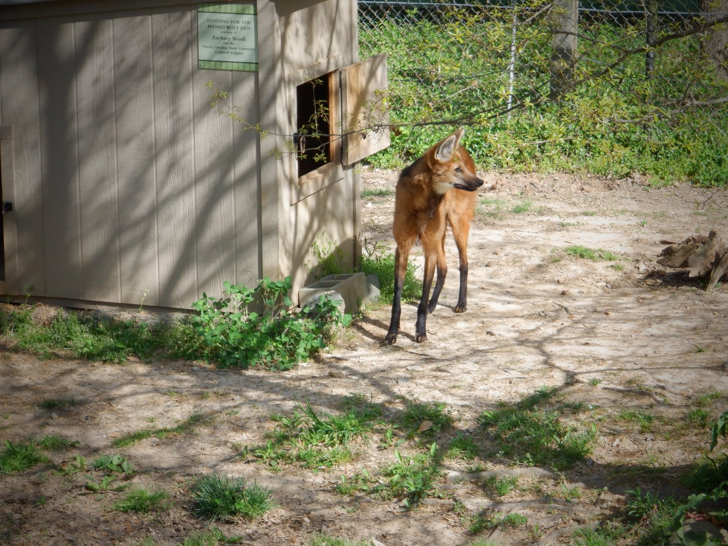 Maned Wolf at the Greensboro Science Center