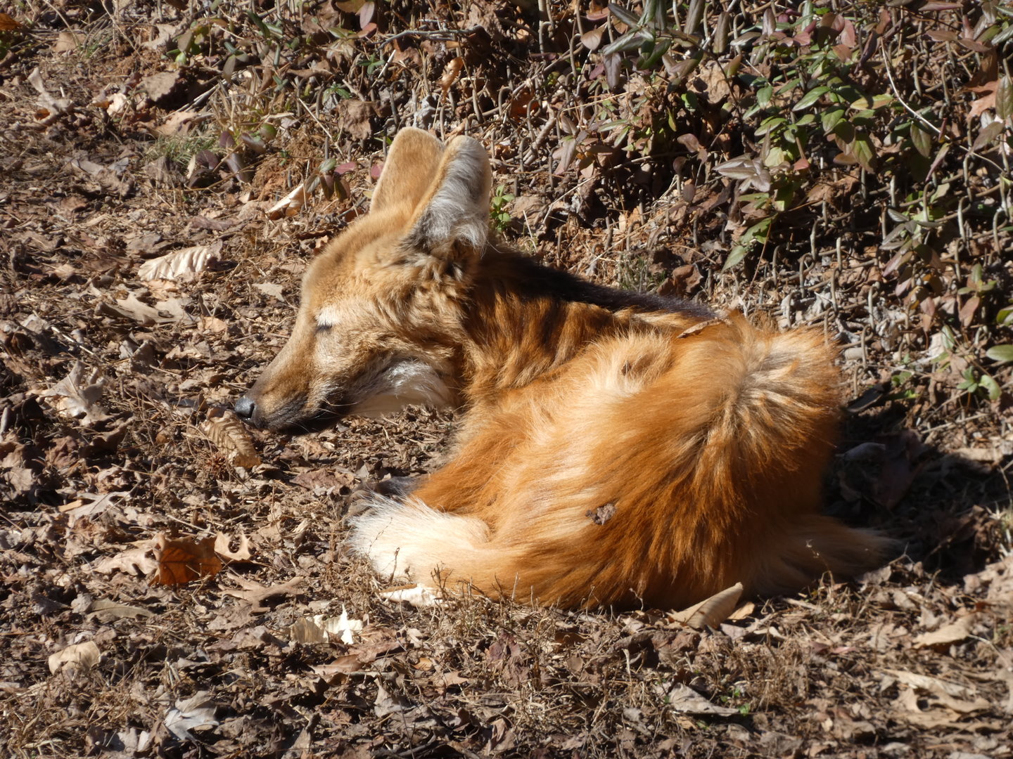 Maned Wolf at the Greensboro Science Center