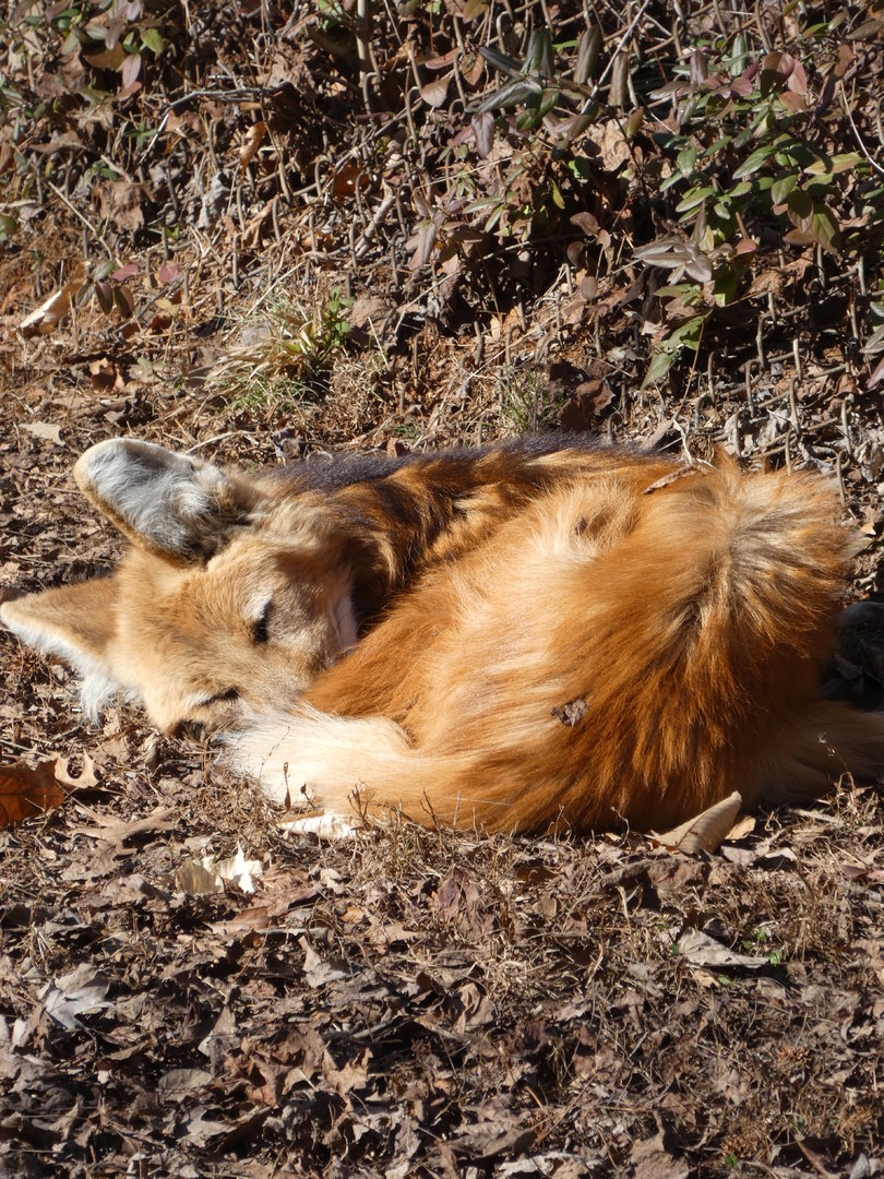 Maned Wolf at the Greensboro Science Center