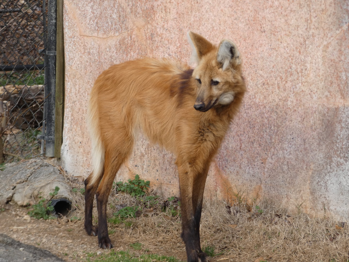 Maned Wolf at the Greensboro Science Center