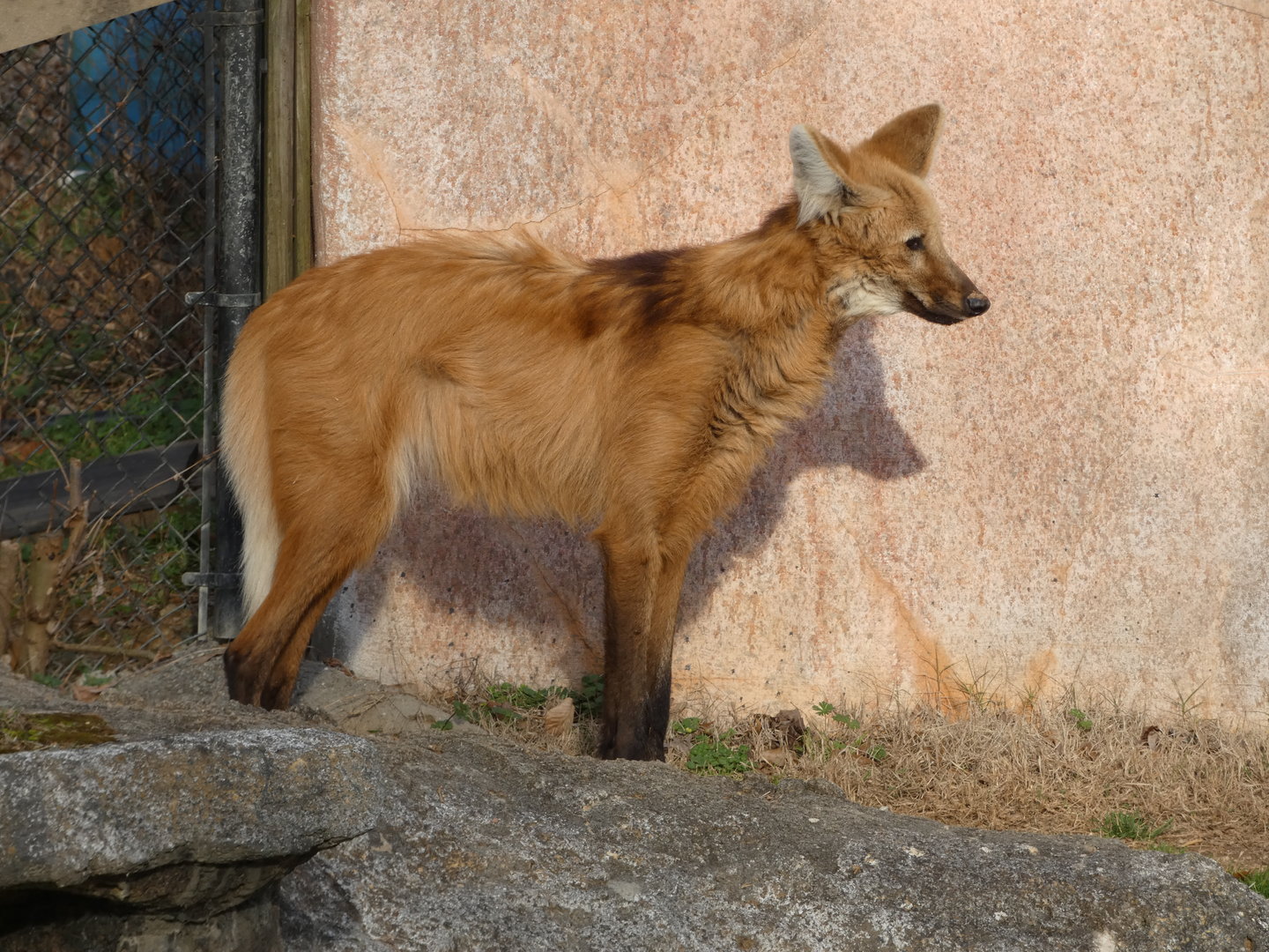 Maned Wolf at the Greensboro Science Center