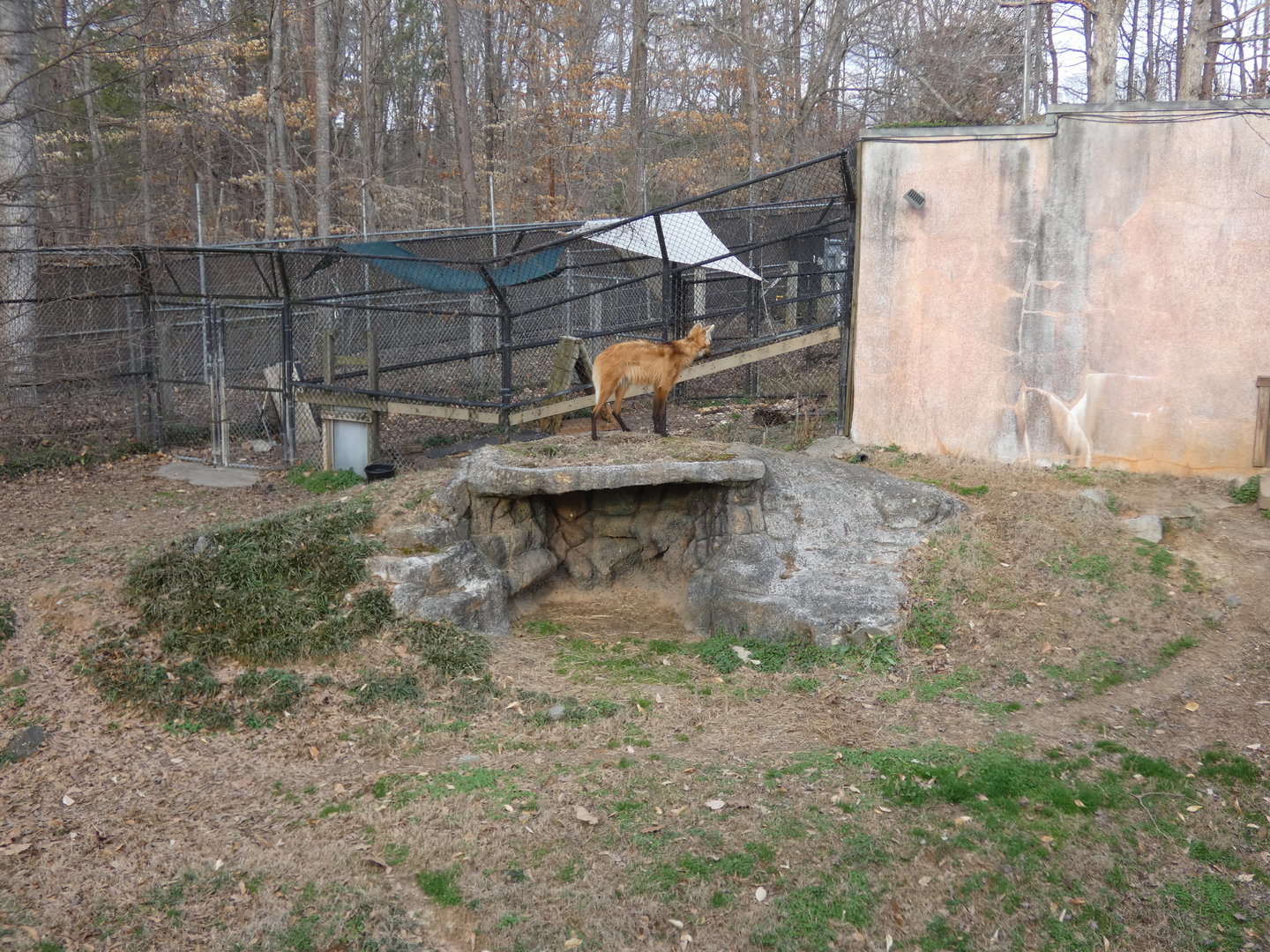 Maned Wolf at the Greensboro Science Center