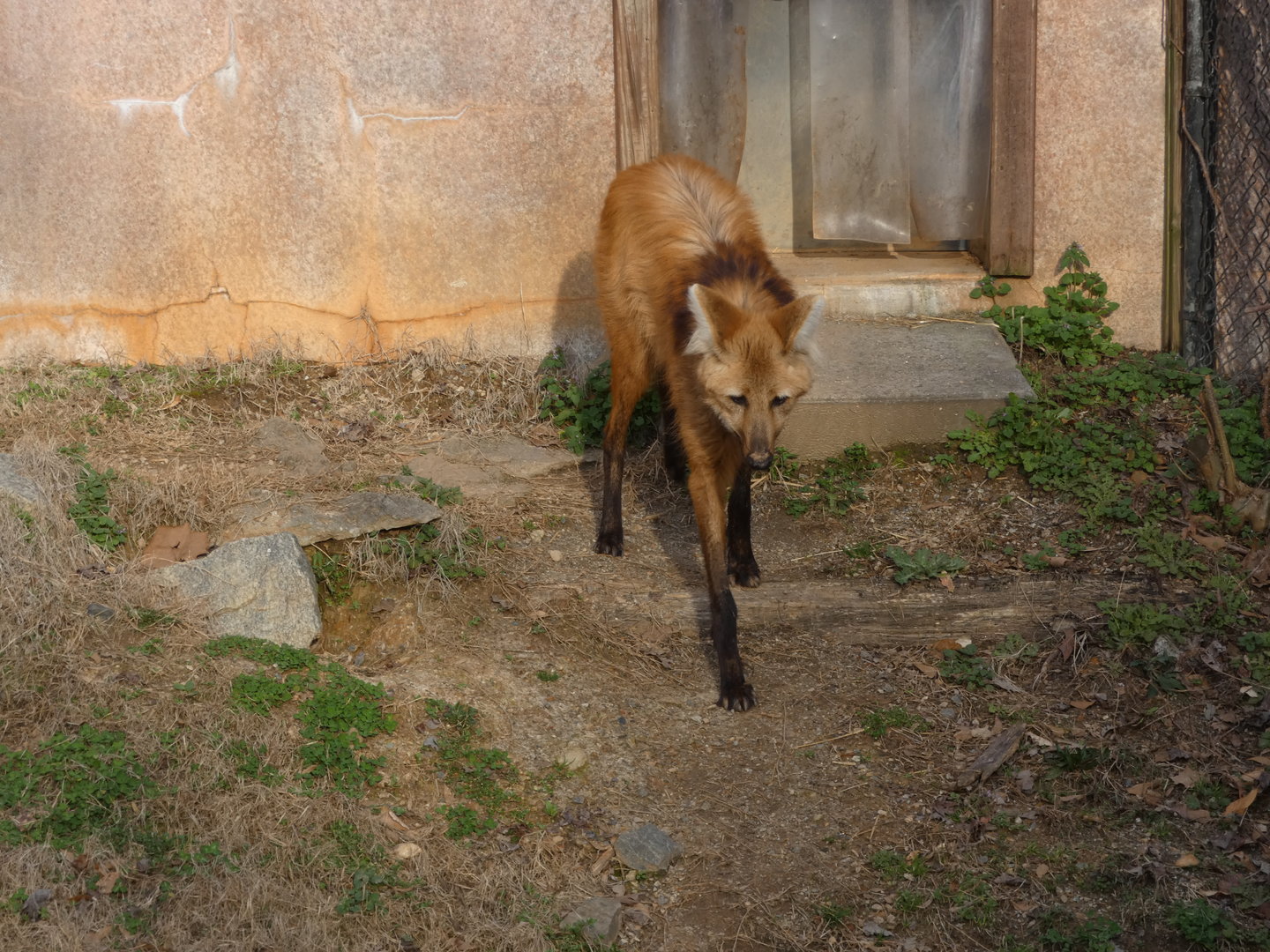 Maned Wolf at the Greensboro Science Center