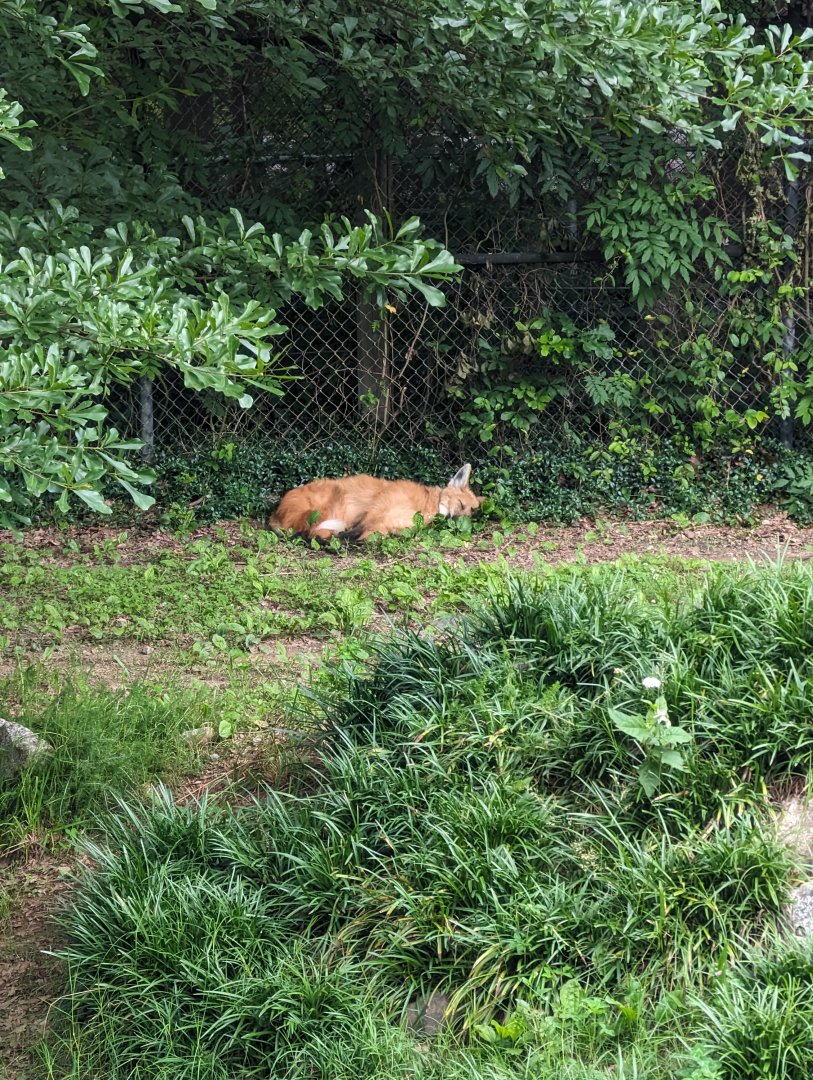 Maned Wolf at the Greensboro Science Center
