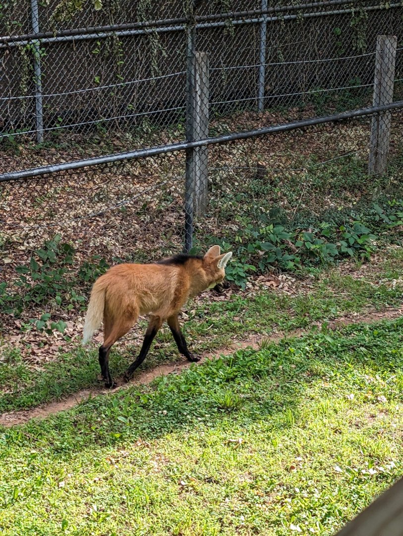 Maned Wolf at the Greensboro Science Center