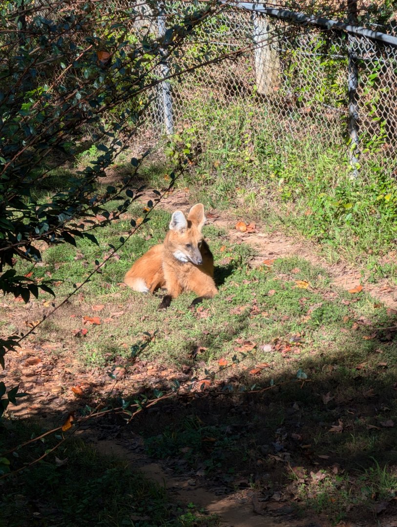 Maned Wolf at the Greensboro Science Center