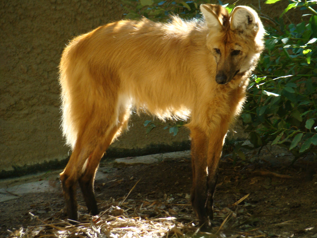 Maned Wolf at the Los Angeles Zoo