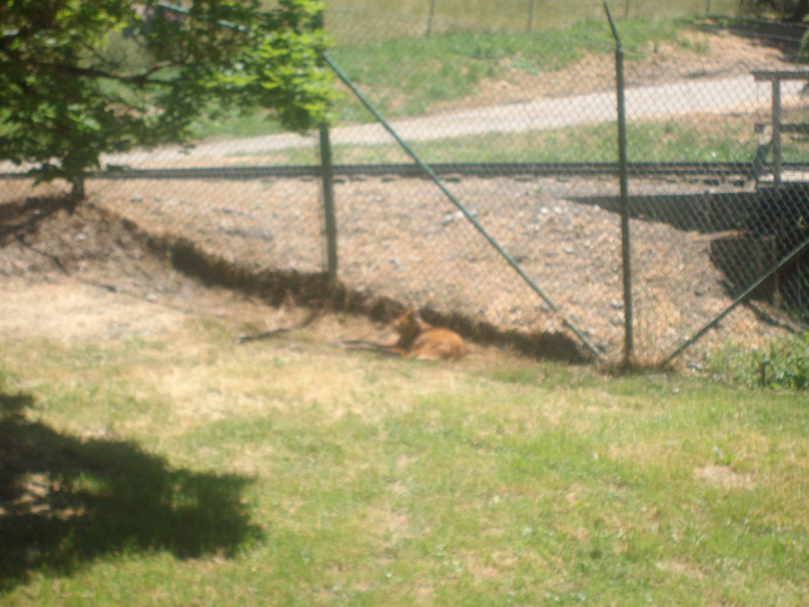 Maned Wolf at Wildlife Safari