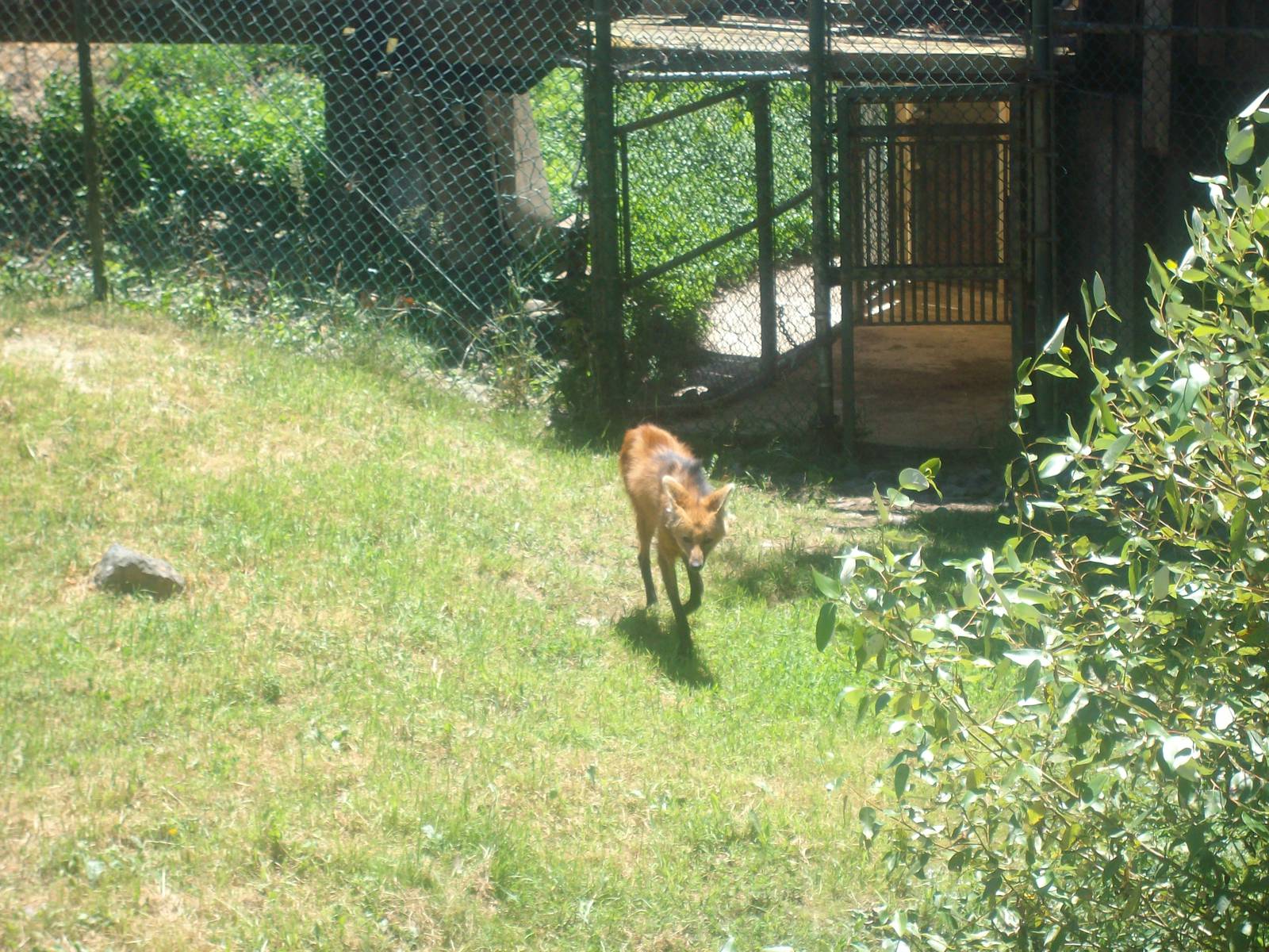 Maned Wolf at Wildlife Safari