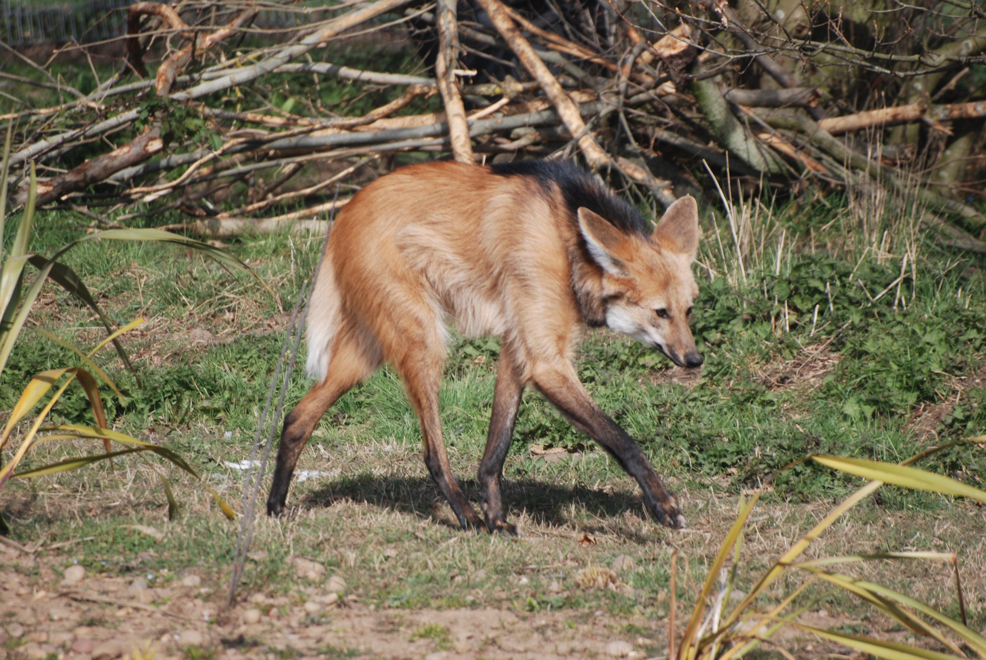 Maned Wolf at Yorkshire WP, 18th April 2021