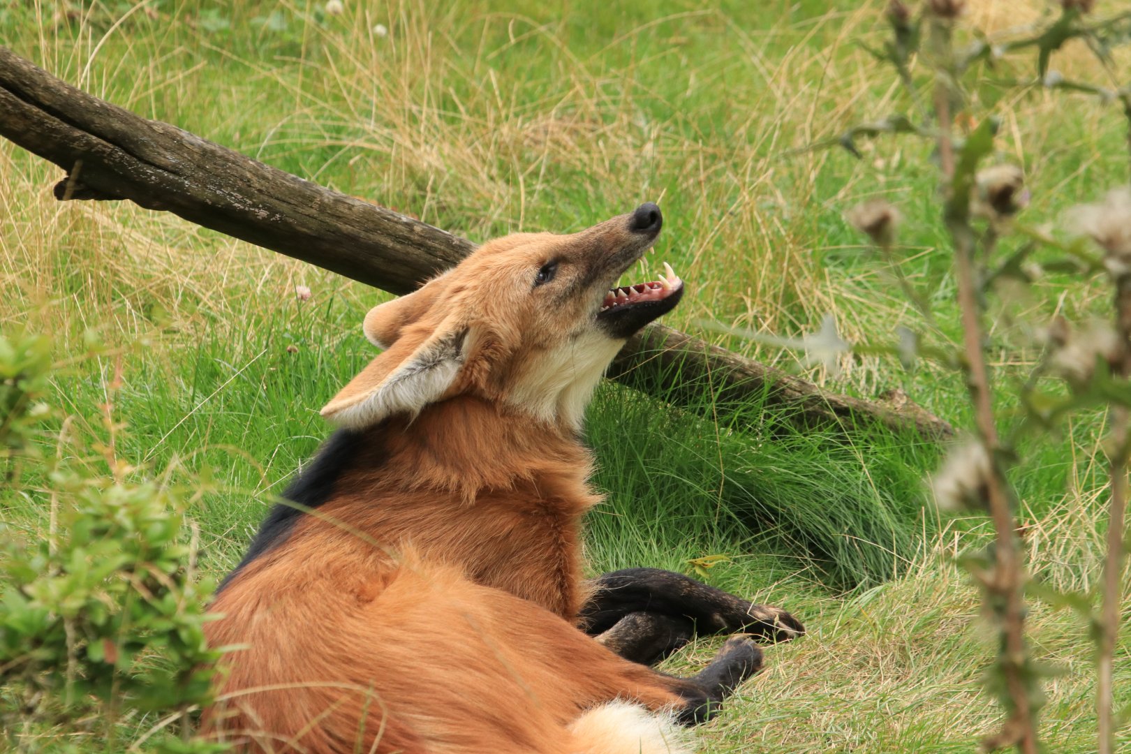 Maned wolf (August 2019)