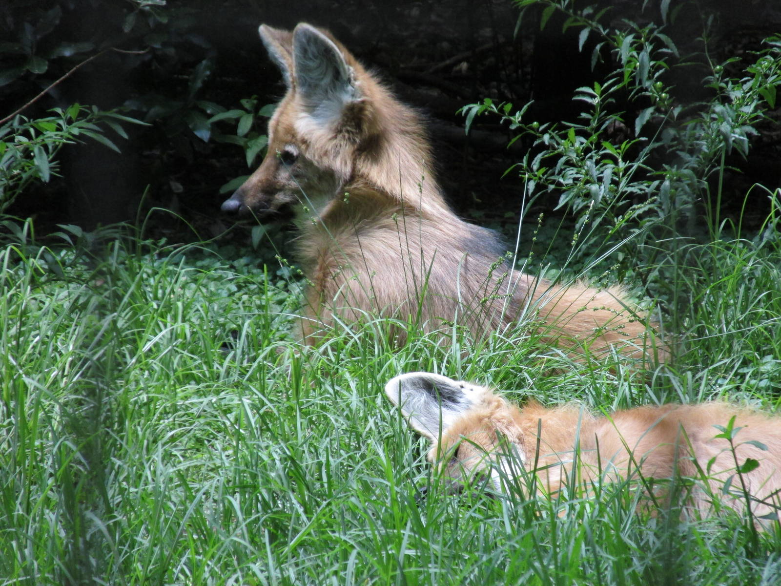 maned wolf BA zoo