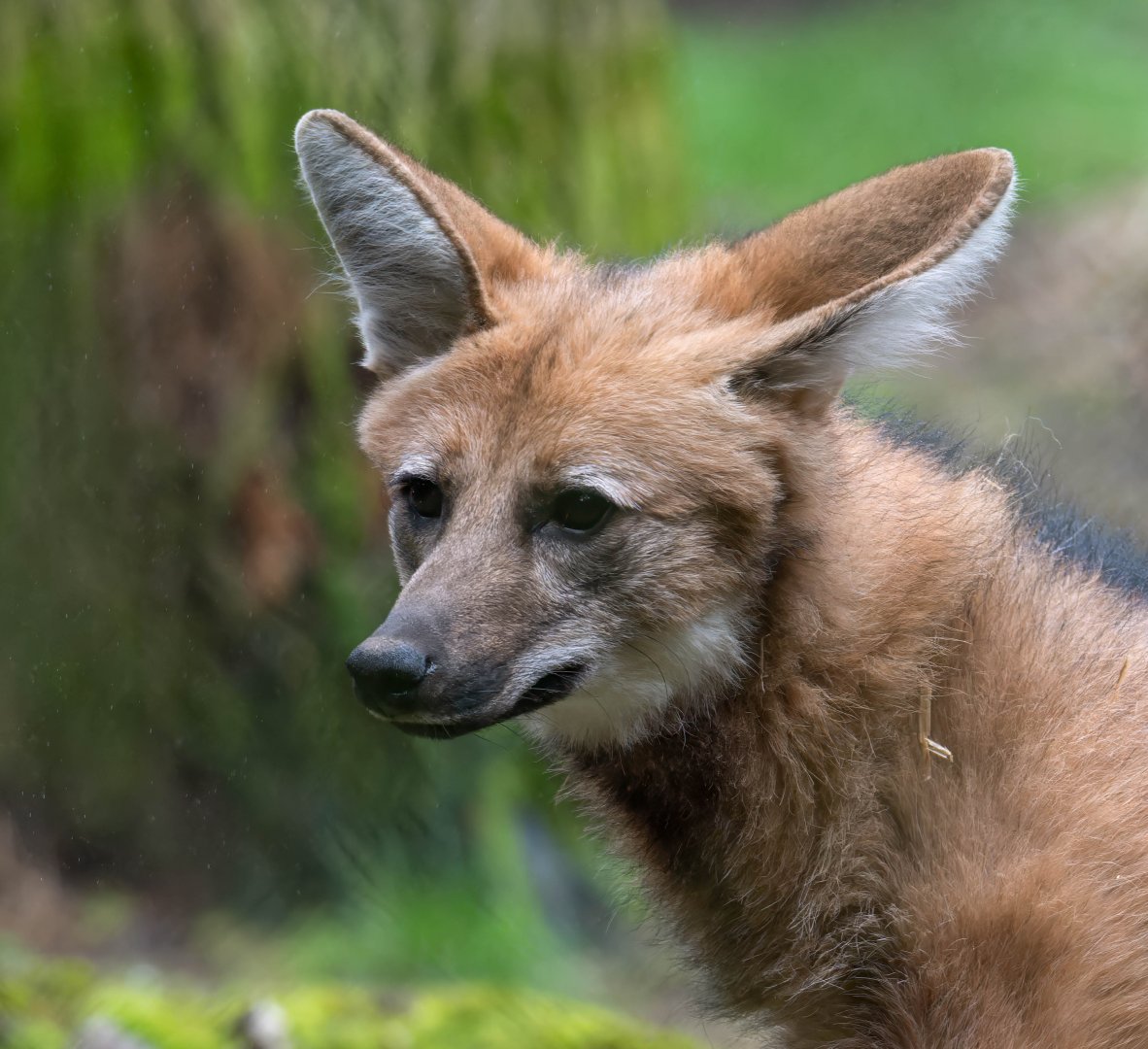 Maned wolf, Banham zoo, UK