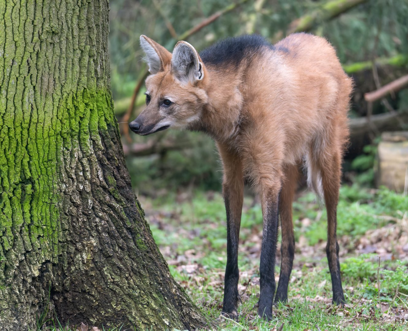 Maned wolf, Banham zoo, UK