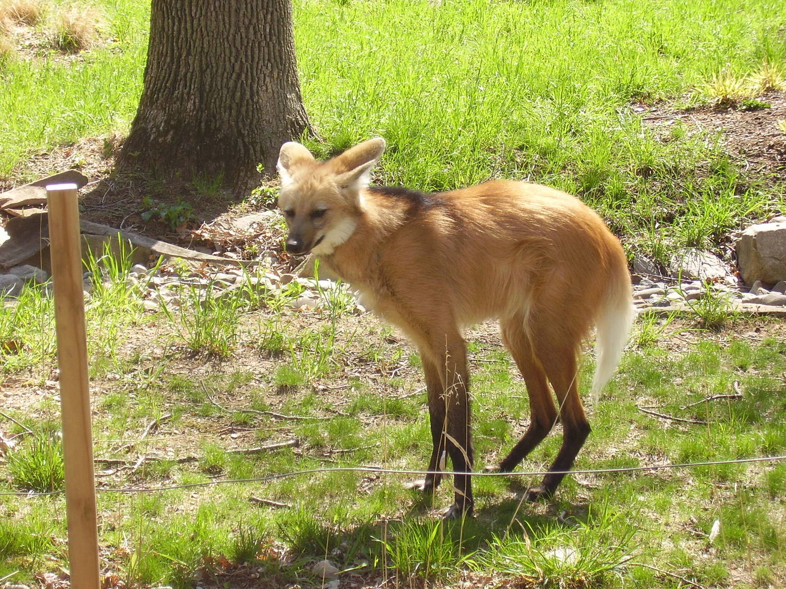 Maned Wolf- Beardsley Zoo MAY07 VIII