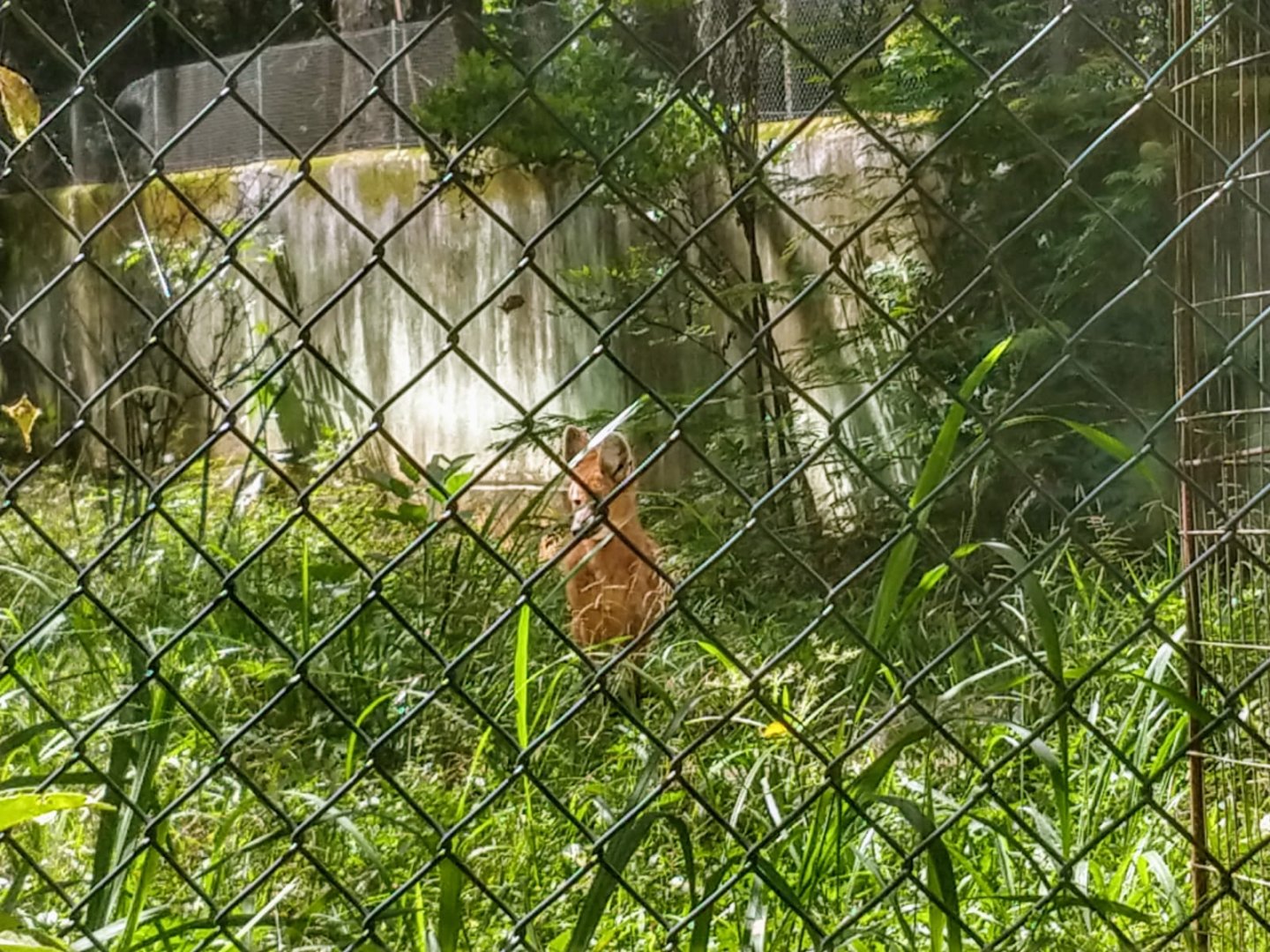 Maned wolf - Belo Horizonte zoo