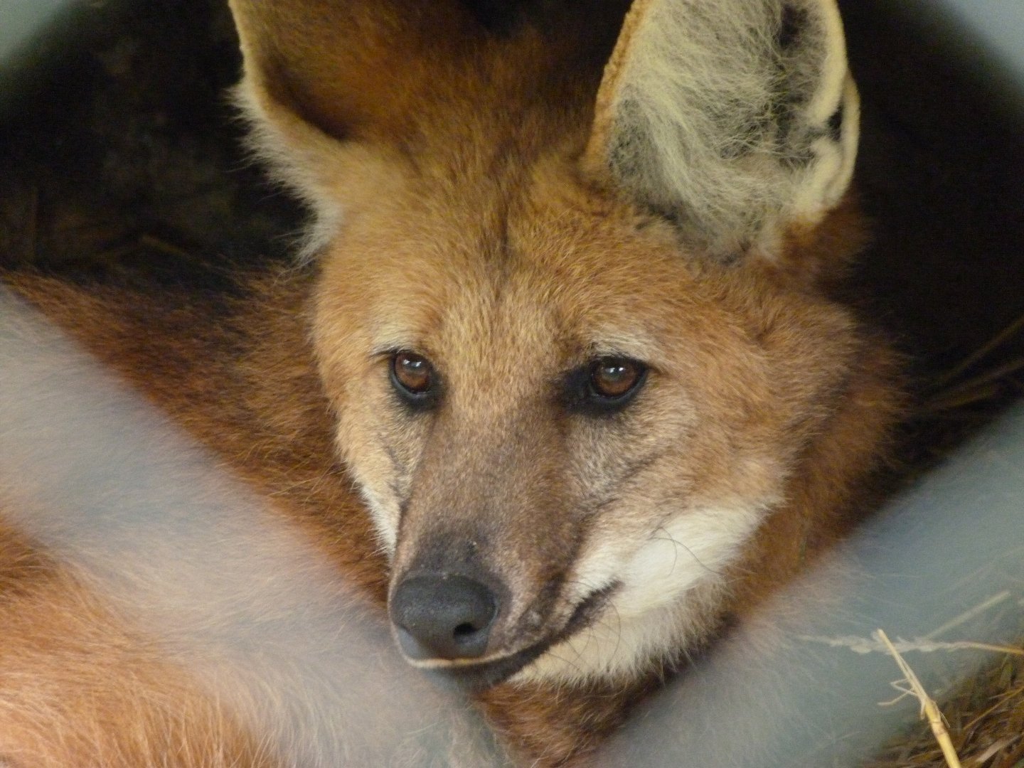 Maned wolf -Bioparc de Doué la Fontaine (2025)