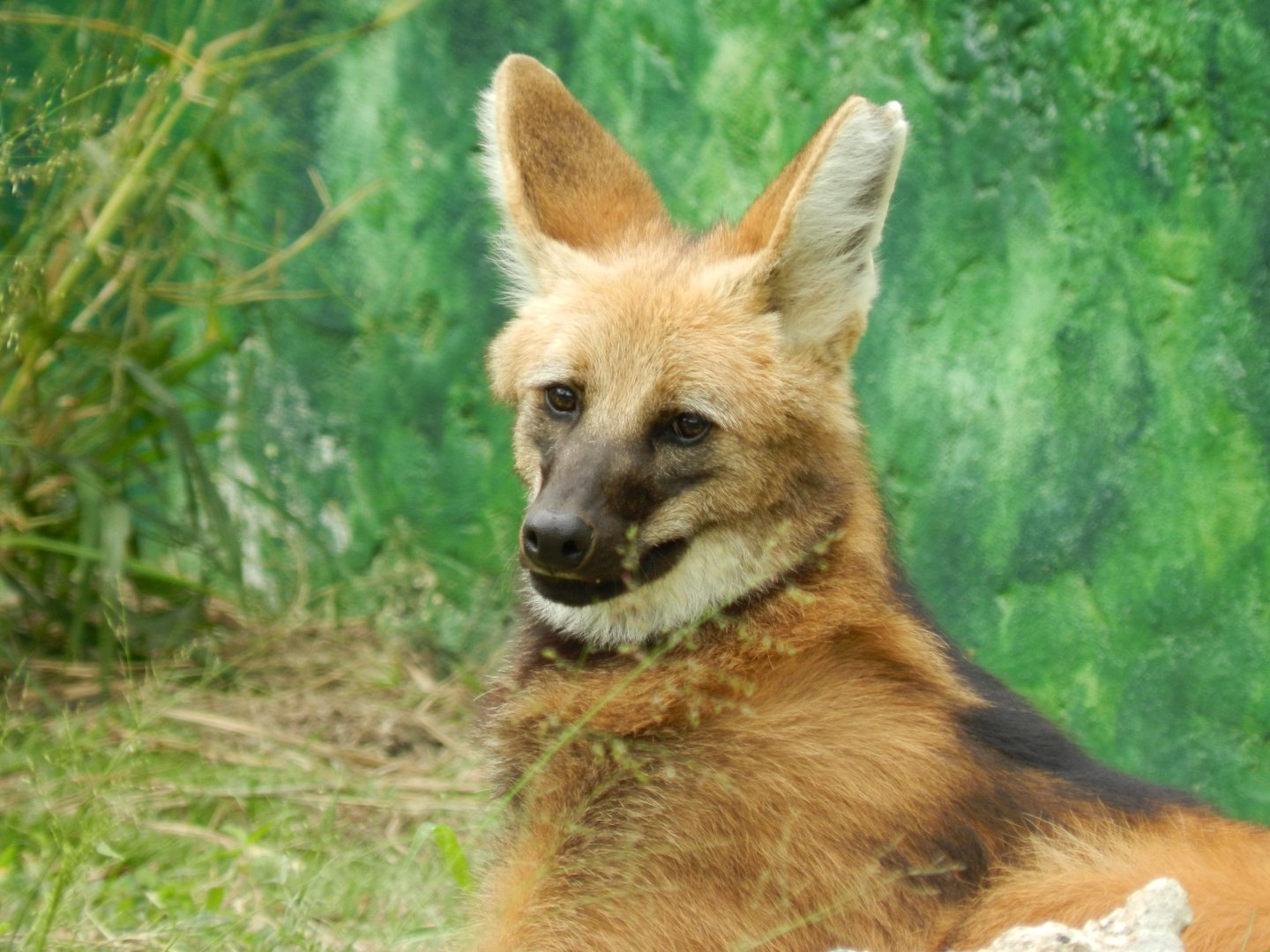 Maned wolf - BioParque do Rio