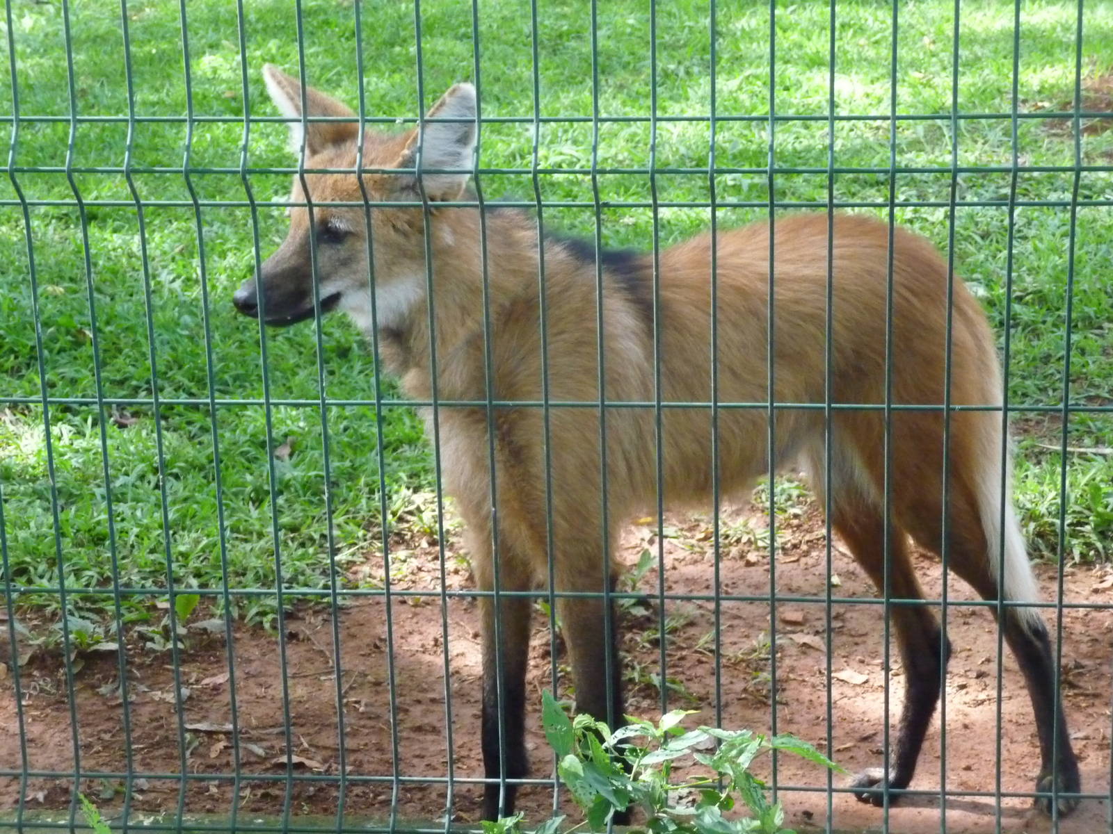 maned wolf brasilia zoo