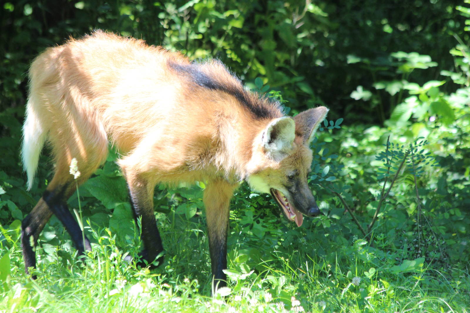 Maned Wolf - Brno Zoo, July 2013
