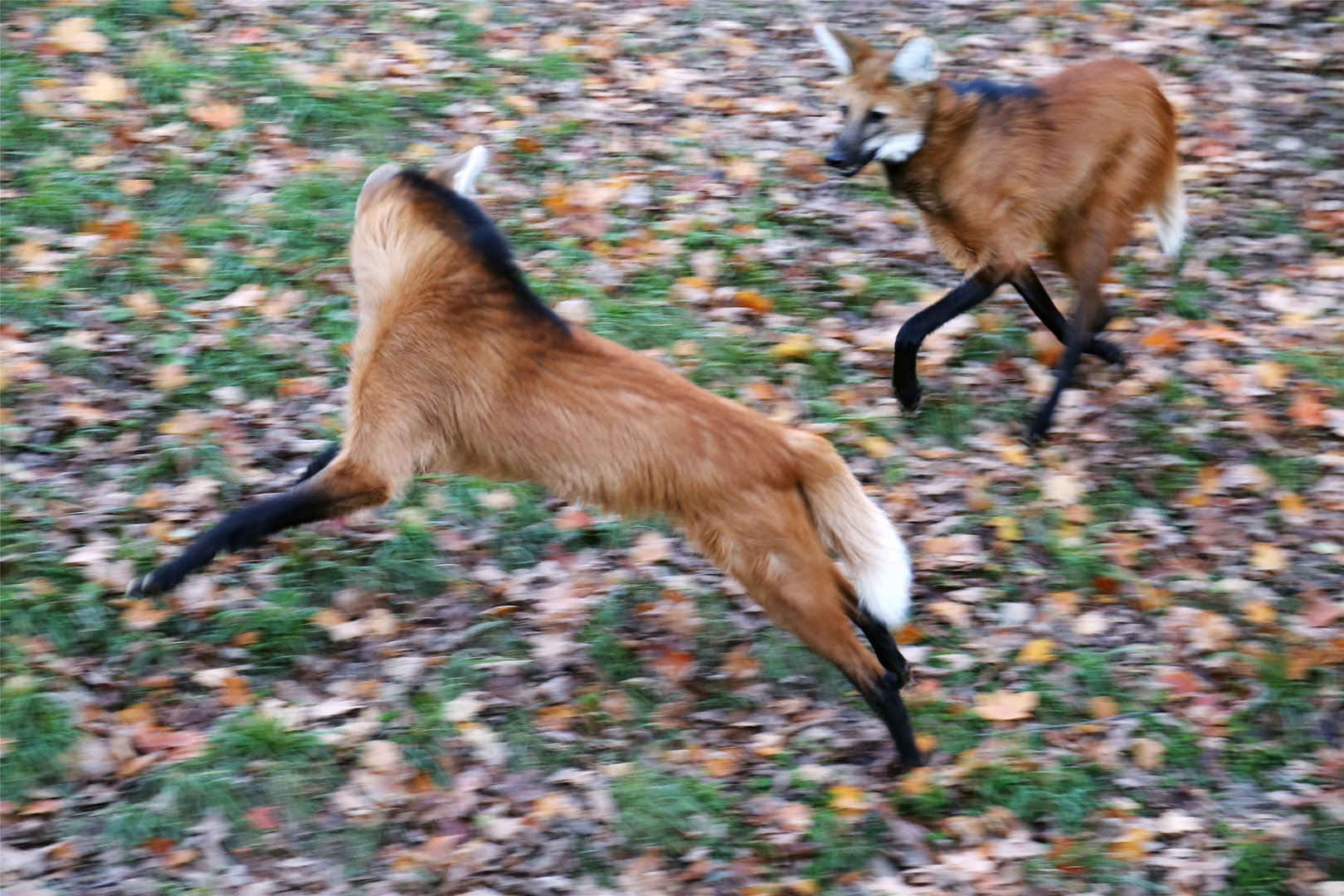Maned Wolf Brothers Chasing, November 2017