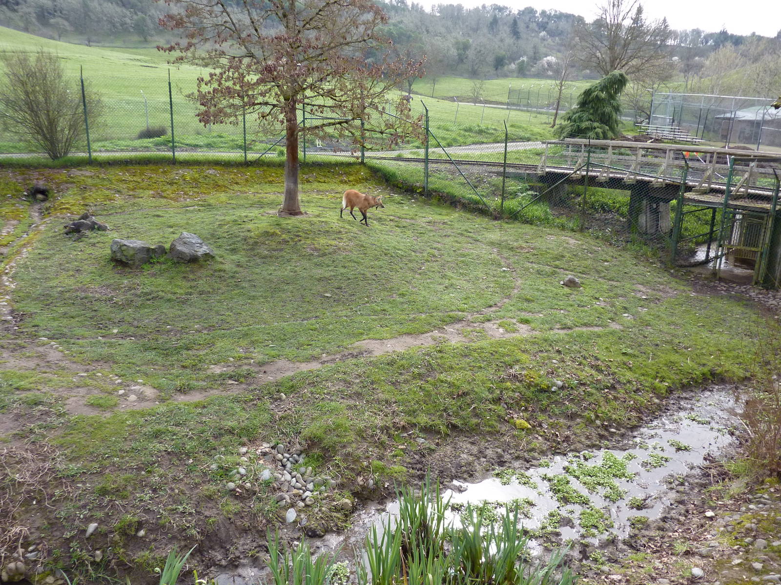 Maned Wolf/Capybara Exhibit