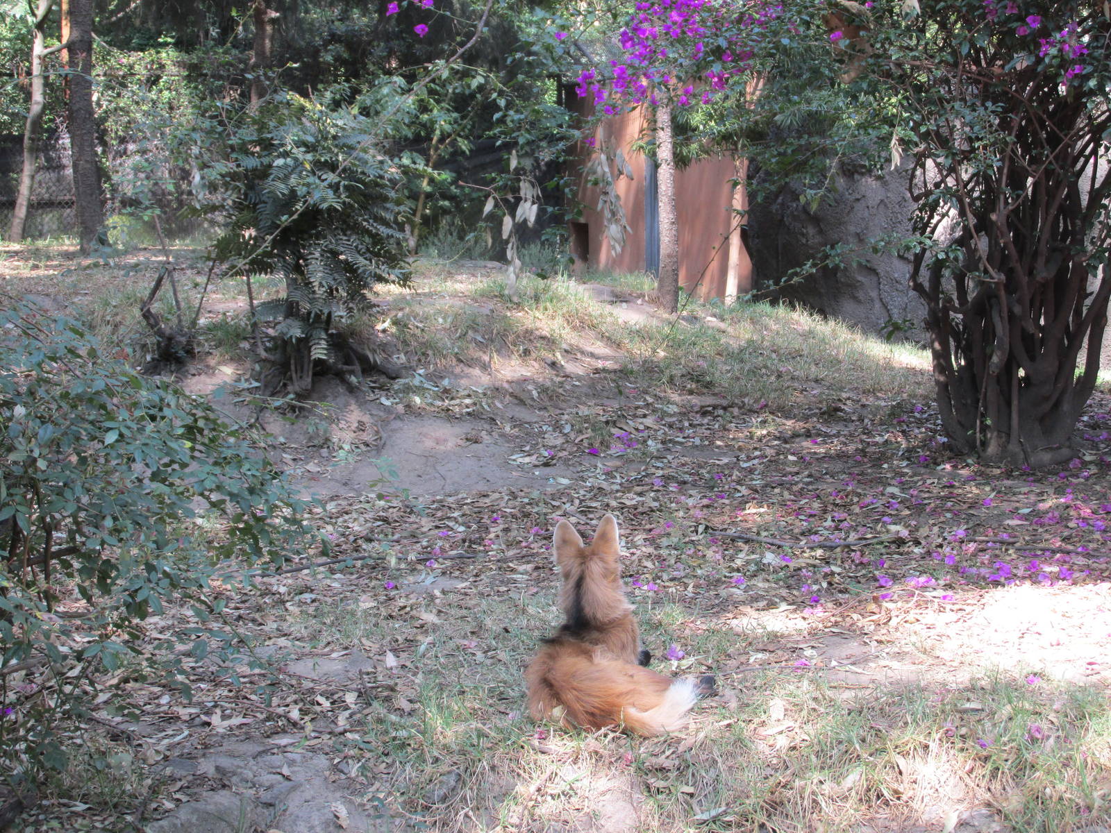 maned wolf chapultepec zoo