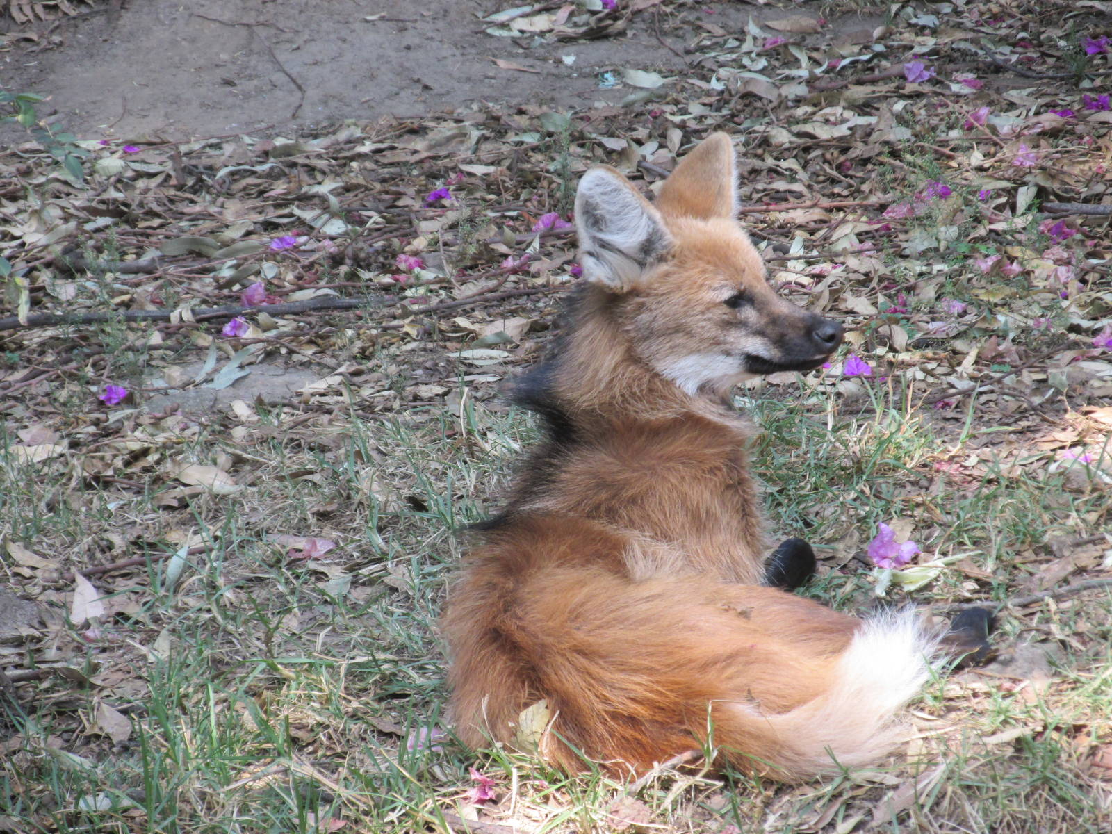 maned wolf chapultepec zoo