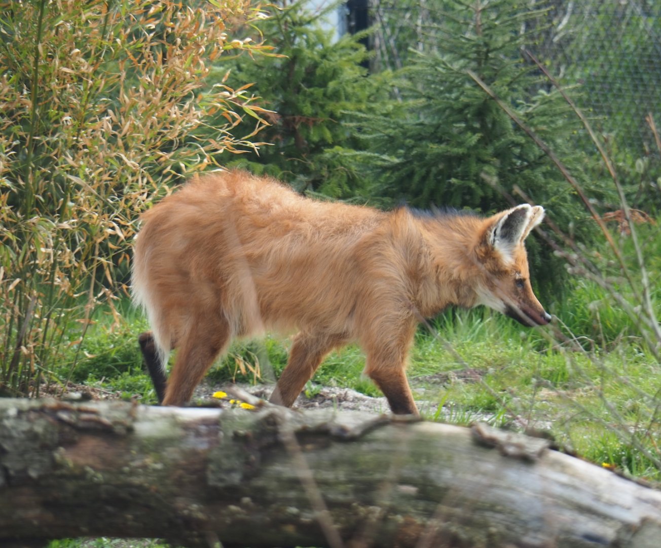Maned wolf (Chrysocyon brachyurus), 2019-04-06