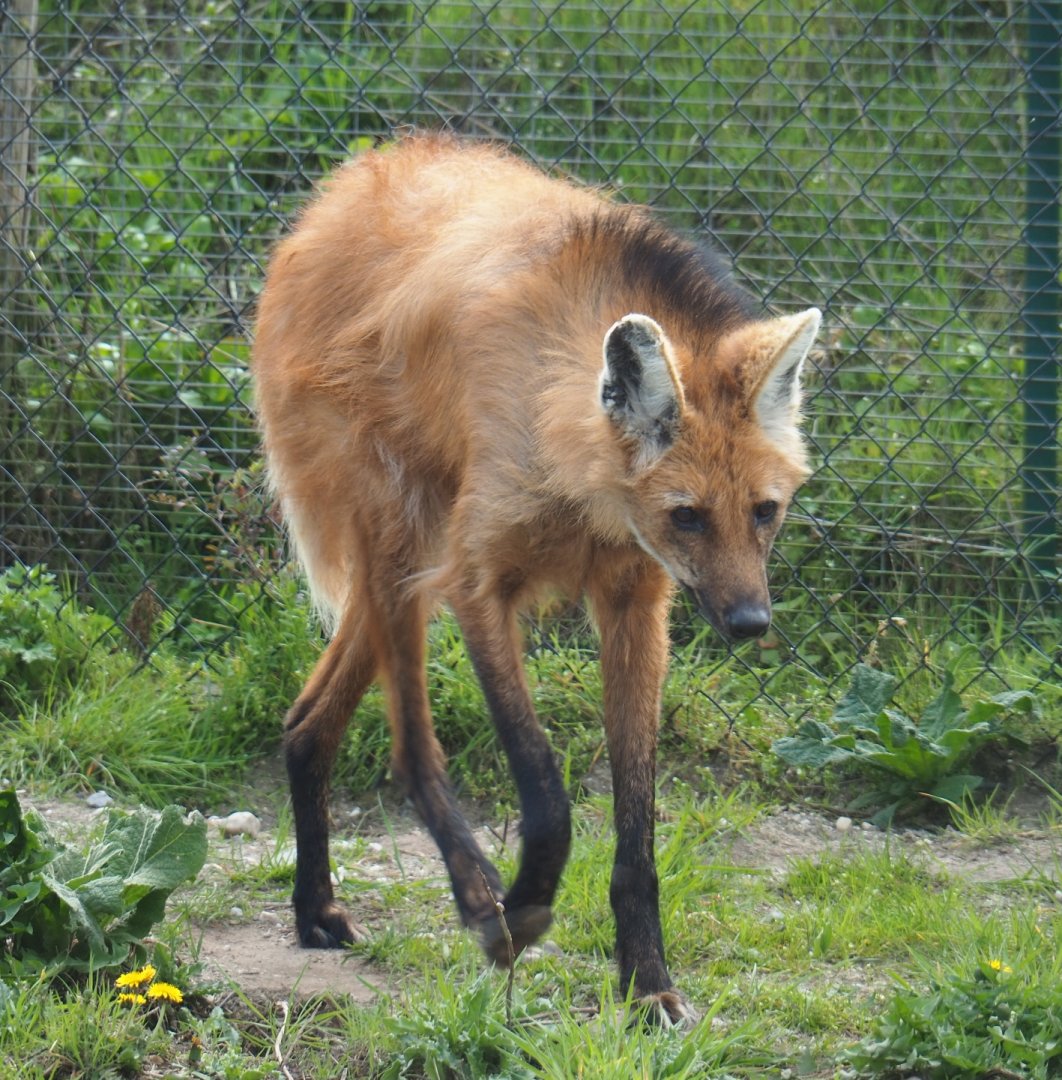 Maned wolf (Chrysocyon brachyurus), 2019-04-06
