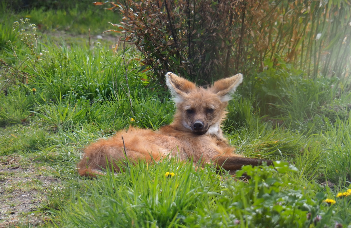 Maned wolf (Chrysocyon brachyurus), 2019-04-06