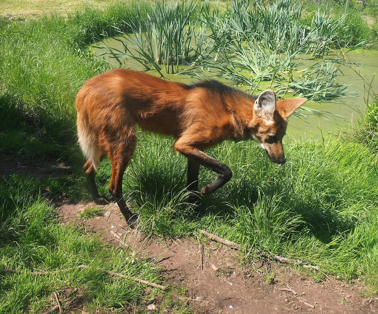 Maned wolf (Chrysocyon brachyurus), 2023-05-19