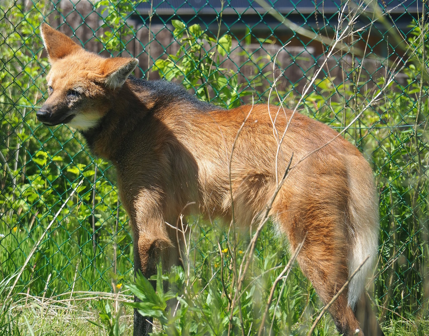 Maned wolf (Chrysocyon brachyurus), 2023-05-19