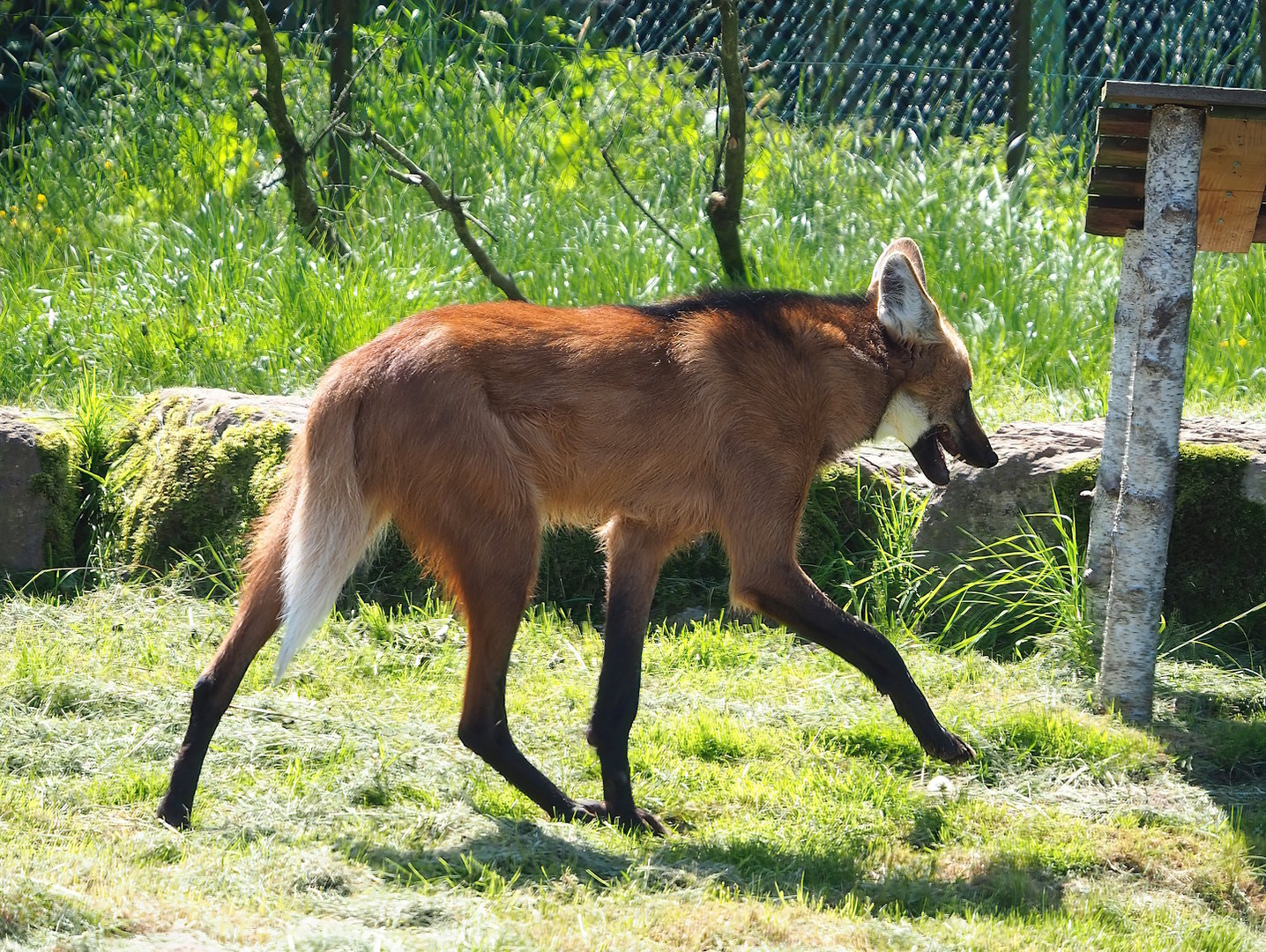 Maned wolf (Chrysocyon brachyurus), 2023-05-19
