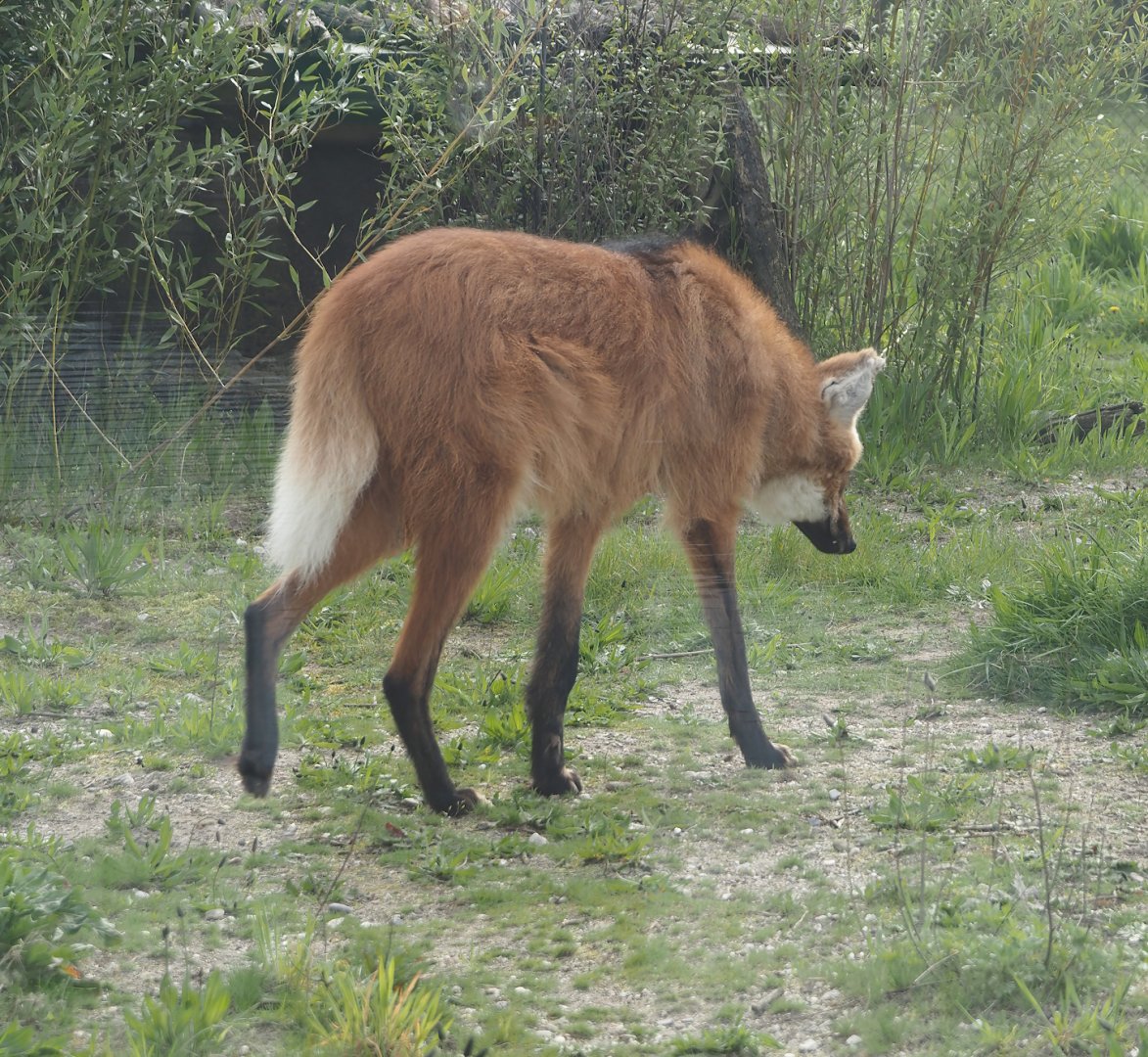 Maned wolf (Chrysocyon brachyurus), 2024-04-14