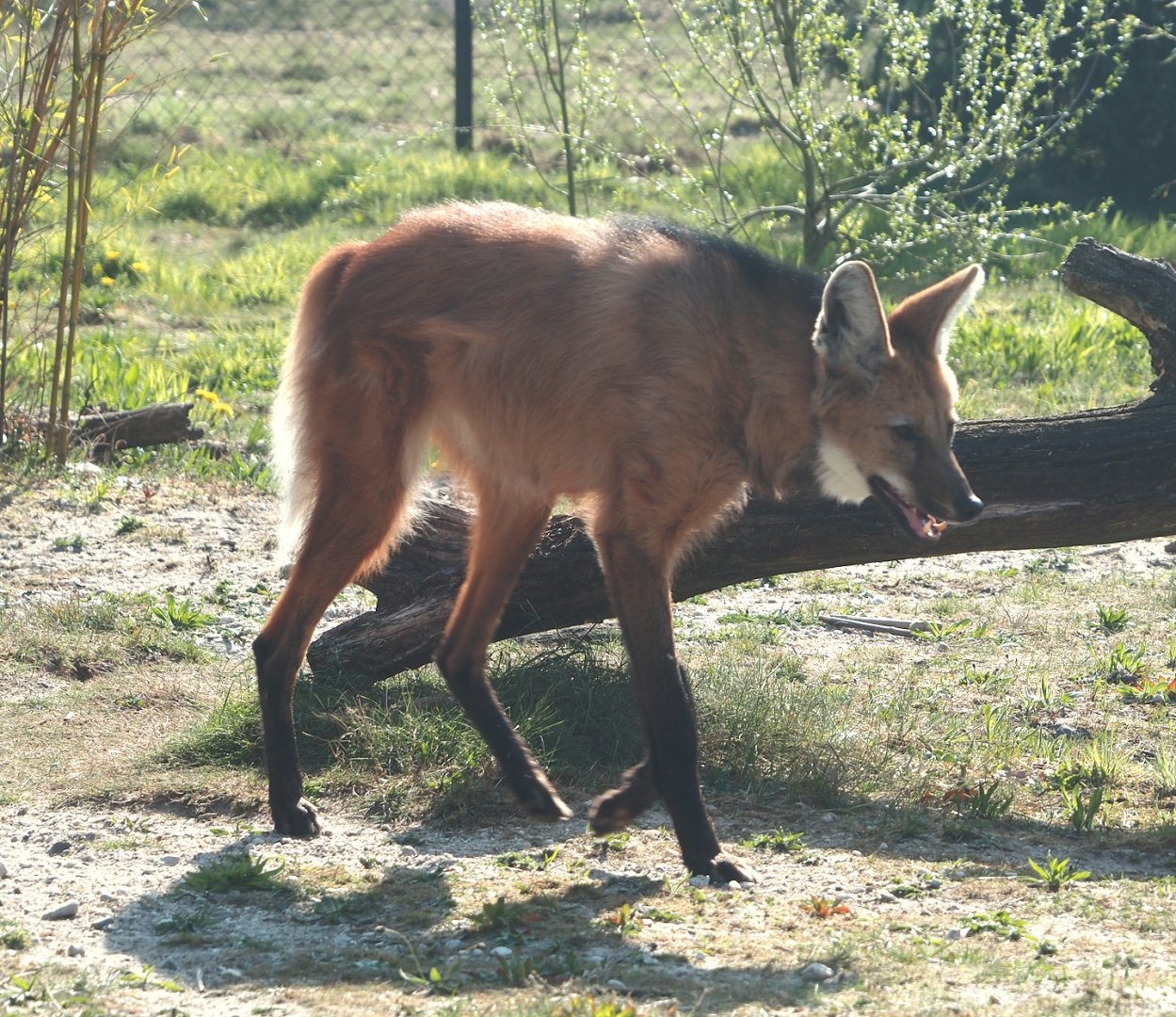 Maned wolf (Chrysocyon brachyurus), 2025-04-12
