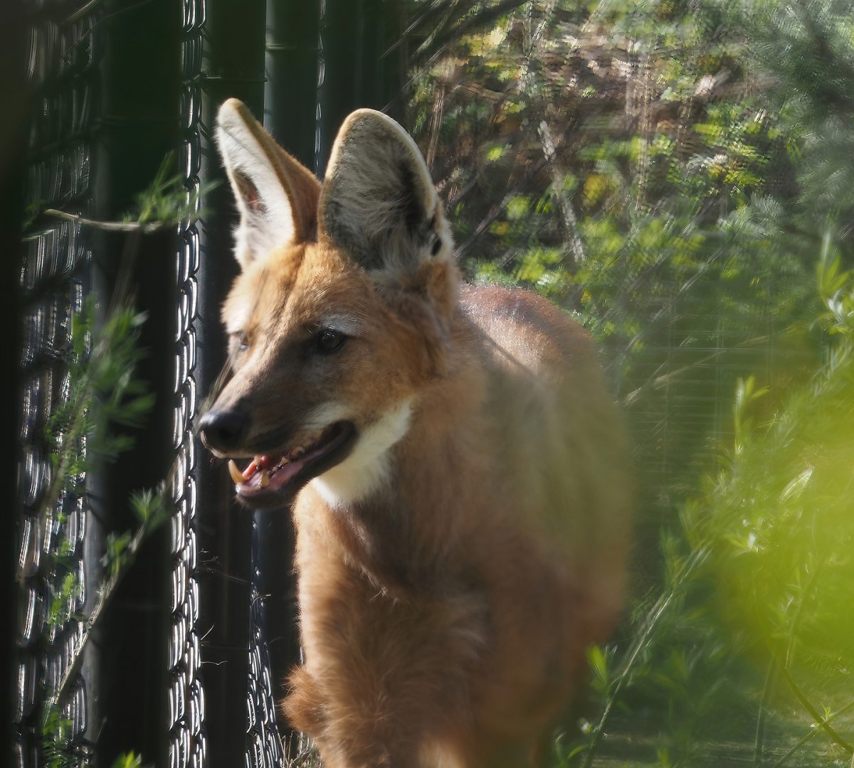 Maned wolf (Chrysocyon brachyurus), 2025-04-12