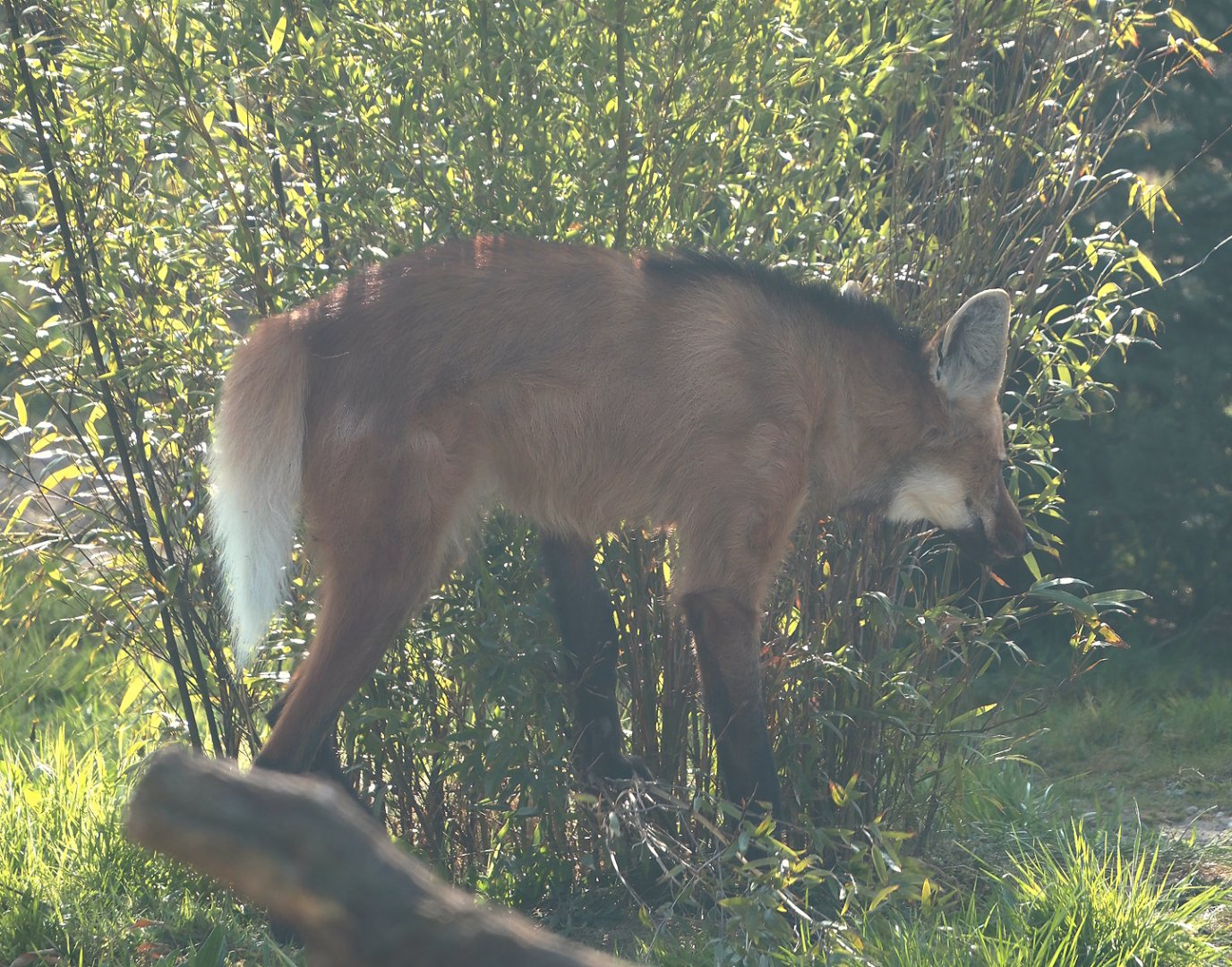 Maned wolf (Chrysocyon brachyurus), 2025-04-12